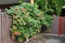 Home and Flowers and foliage growing around house, Lilac on the wall