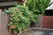 Home and Flowers and foliage growing around house, Lilac on the wall