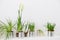 Home flowers in metallic pots, white wall