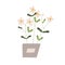 Home flowers in pot. Blossomed floral plant growing in flowerpot. Delicate charming blooms of houseplant. Gentle