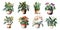 Home flowers in pots: arrowroot, cactus, spathiphyllum, ficus, orchid, colanchoe and violet