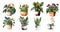 Home flowers in pots: spathiphyllum, cactus, phalaenopsis, violet, arrowroot, zamioculcas