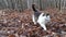 Home fluffy gray kitten walks through the autumn forest