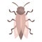 Home fly icon cartoon vector. House bug