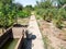 Home garden on backyard in village in summer