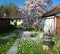 Home garden with blooming magnolia tree and magnolia petals in the grass