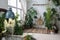 Home garden in boho style. Scandinavian interior design of indoor garden with houseplants