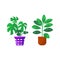 Home garden. Collection of colored flower botanical, bright flowerpot. Set of house plant with leaves, rubber plant