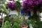 Home Garden, Corfu, Greece