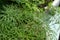 Home garden with dill in the water droplets