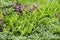 Home and garden fern and tree in the garden