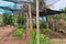 Home garden, fruit and vegetable planting on agricultural land in Basil, South America in a place prepared as home garden