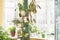 Home garden with green potted house plants on flower stand near windows and on windowsills in sunny winter day.
