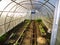 Home garden greenhouse. Interior view.