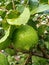 Home garden growing lemon lime organic farming