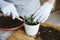 Home garden. How to Transplant Repot a Succulent, propagating succulents. Woman gardeners hand transplanting cacti and succulents