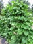 Home Garden with Mature Green Bean Plants