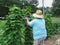 Home Garden with Mature Green Bean Plants Ready for Harvest