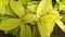 Home garden photo, Pisonia grandis