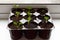 Home garden. Radish seedlings germinate in a container