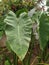 Home Gardening Beautiful Taro Trees