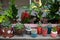 Home gardening concept. Collection of houseplants and ornamental plants in pots. Plant care. Modern composition of home garden. Mi