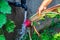 Home gardening concept. Hand of middle-aged woman rinse mud with water from the freshly harvested beets or beetroot in backyard