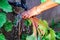 Home Gardening Concept. Hand of middle-aged woman rinse mud with water from the freshly harvested beets or beetroot in backyard