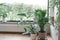 Home gardening. Cozy tropical home garden. Modern interior with indoor plants, monstera, palm trees. Urban jungle