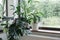 Home gardening. Cozy tropical home garden. Modern interior with indoor plants, monstera, palm trees. Urban jungle