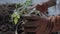 Home gardening, a person planting tomato plant seed on dirty soil at backyard