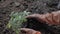 Home gardening, a person planting tomato plant seed on dirty soil at backyard