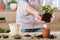 Home gardening plant transplantation hands replant