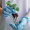 Home gardening plant transplantation hold seedling