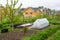 Home gardening in Russia: greenhouse and gardeb beds with garlic and other