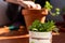 Home gardening in the terrace in spring, planting new plants and keeping active and relaxed during coronavirus quarantine, with