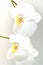Home gardening. White orchid flowers close-up. Flowers in bloom. Copy space