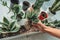 Home gardening woman planting new succulent hawthoria plant in apartment indoor garden planter. Repotting rootbound