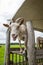 The home goat Capra hircus