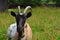 Home goat close up. Head of a goat with horns