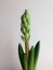 Home green decorative flower named hyacinth