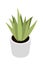 Home green plant flat vector illustration. Indoor flower in white pot. Window flowerpot decoration cartoon drawing