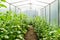 Home greenhouse with tall and lush cucumber bushes