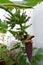 Home grow banana blossom