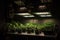 home-grow setup with industrial lighting and ventilation system to provide perfect growing conditions