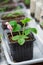 Home growing organic fresh fruits in apartment balcony in container, strawberry plant with leaves to become the red fruit in