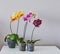 Home grown blooming phalaenopsis orchid collection colorful flowers