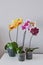 Home grown blooming phalaenopsis orchid collection colorful flowers