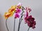 Home grown blooming phalaenopsis orchid collection colorful flowers