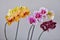 Home grown blooming phalaenopsis orchid collection colorful flowers